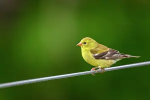Springtime Prints: American goldfinch (Carduelis tristis), Greater Sudbury, Ontario, Canada
