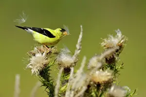 Pastures Prints: American goldfinch (Carduelis tristis) Eating thistle seeds