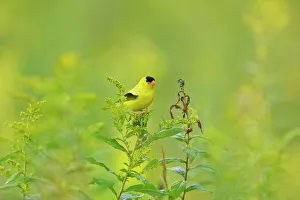 Barn Prints: American goldfinch (Carduelis tristis) Male, Greater Sudbury, Ontario, Canada
