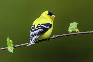 Seed Eater Prints: American goldfinch (Carduelis tristis) Male, Greater Sudbury, Ontario, Canada