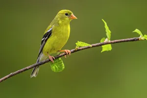 Seed Eater Prints: American goldfinch (Carduelis tristis) Male, Greater Sudbury, Ontario, Canada