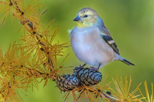 Goldfinch Prints: American Goldfinch (Spinus tristis), Ontario, Canada