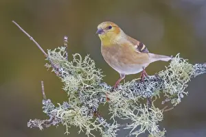 Thornton Prints: American Goldfinch (Spinus tristis)