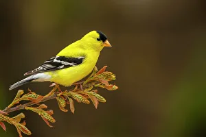 Finches Prints: American Goldfinch (Spinus tristis) male, Ontario, Canada