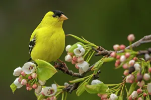 Finches Prints: American Goldfinch (Spinus tristis) male, Ontario, Canada
