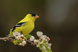 Andrew Mclachlan Photogaphy Prints: American Goldfinch (Spinus tristis) male, Ontario, Canada
