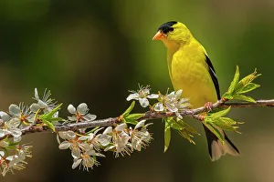 Andrew Mclachlan Photogaphy Prints: American Goldfinch (Spinus tristis) male, Ontario, Canada