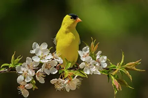 Andrew Mclachlan Photogaphy Prints: American Goldfinch (Spinus tristis) male, Ontario, Canada
