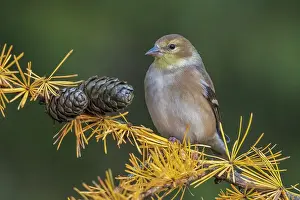 Winter Plumage Prints: American Goldfinch (Spinus tristis) in winter plumage, Ontario, Canada