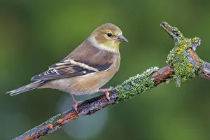 Songbird Prints: American Goldfinch (Spinus tristis) in winter plumage, Ontario, Canada