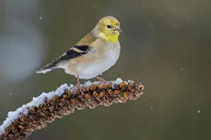 Songbird Prints: American Goldfinch (Spinus tristis) in winter plumage, Ontario, Canada
