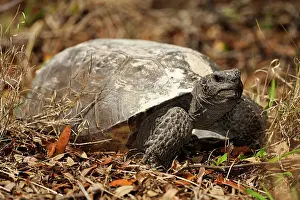 Deep South Prints: American gopher tortoise (gopherus polyphemus) Feeding