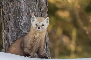 American Martens Prints: American Marten (Martes americana), Algonquin Provincial Park, Ontario, Canada