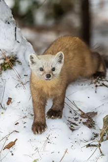 American Martens Prints: American Marten (Martes americana), Algonquin Provincial Park, Ontario, Canada