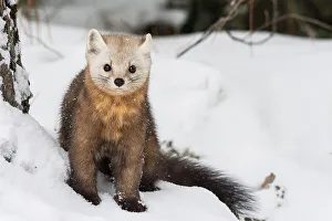 American Martens Prints: American Marten (Martes americana), Algonquin Provincial Park, Ontario, Canada