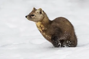 American Marten (Martes americana), Algonquin Provincial Park, Ontario, Canada
