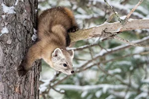American Martens Prints: American Marten (Martes americana), Algonquin Provincial Park, Ontario, Canada