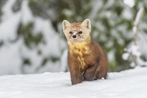American Martens Prints: American Marten (Martes americana), Algonquin Provincial Park, Ontario, Canada