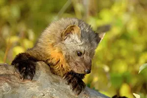 American marten /Pine marten (Martes americana)- captive, Bozeman, Montana, USA