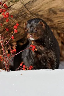 American mink (Neovison vison) Winter habitat, Bozeman, Montana, USA