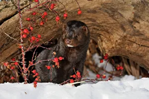 Alpine Environment Prints: American mink (Neovison vison) Winter habitat, Bozeman, Montana, USA