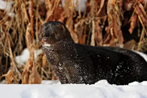 Alpine Environment Prints: American mink (Neovison vison) Winter habitat, Bozeman, Montana, USA