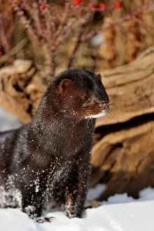 American mink (Neovison vison) Winter habitat, Bozeman, Montana, USA