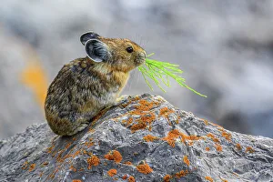 Hares Rabbits Prints: American pika (Ochotona princeps), Jasper National Park, Alberta, Canada