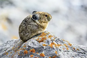 Hares Rabbits Prints: American pika (Ochotona princeps), Jasper National Park, Alberta, Canada