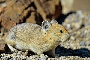 Elevation Prints: American pika (Ochotona princeps), Peter Lougheed Provincial Park, Alberta, Canada