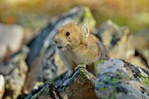 Elevation Prints: American pika (Ochotona princeps), Peter Lougheed Provincial Park, Alberta, Canada