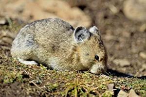 American pika (Ochotona princeps), Peter Lougheed Provincial Park, Alberta, Canada