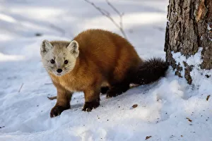 Environmental Prints: American pine marten (Martes americana) in winter