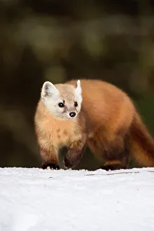 Martens Prints: American pine marten (Martes americana) in winter