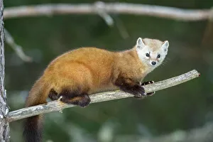 Martens Prints: American pine marten (Martes americana) in winter