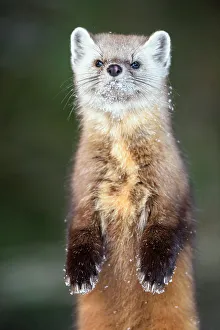 Environmental Prints: American pine marten (Martes americana) in winter