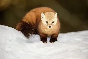 Martens Prints: American pine marten (Martes americana) in winter