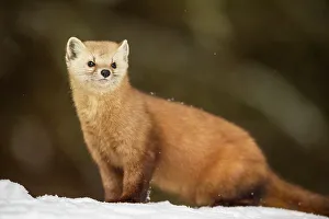 Martens Prints: American pine marten (Martes americana) in winter