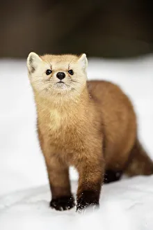 Environmental Prints: American pine marten (Martes americana) in winter