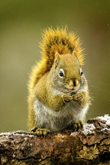 Small Mammals Prints: American red squirrel (Tamiasciurus hudsonicus), Greater Subdury, Ontario, Canada