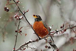 Suburban Prints: American robin (Turdus migratorius), Greater Sudbury, Ontario, Canada