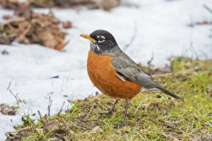 Toronto Prints: American Robin (Turdus migratorius), Ontario, Canada