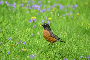 Males Prints: American robin (Turdus migratorius), Greater Sudbury, Ontario, Canada