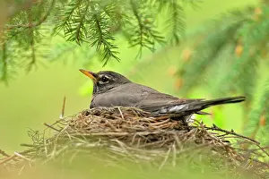 Biological Prints: American robin (Turdus migratorius) Adult incubating eggs