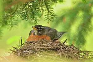 Biological Prints: American robin (Turdus migratorius) Adult sitting with young