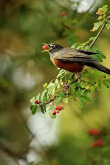 Suburban Prints: American robin (Turdus migratorius) foraging for mountain ash berries