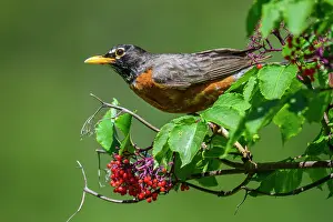 Avian Prints: American robin (Turdus migratorius) foraging for red berries, Wanup, Ontario, Canada