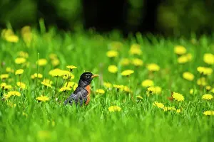Migrants Prints: American robin (Turdus migratorius) Hunting worms on a backyard lawn