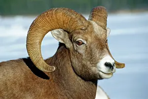 Young Prints: American or Rocky Mountain bighorn sheep (Ovis canadensis canadensis) on cliff ledge in Jasper National Park