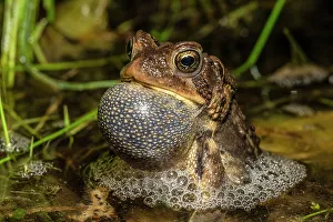 Thornton Prints: American toad (Anaxyrus americanus)